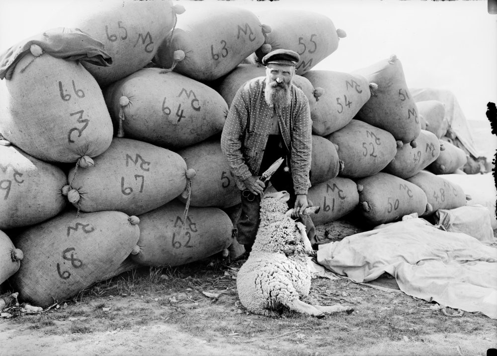 Andy McMillon's wool, Circa 1906; bearded sheep shearer, holding clippers and a sheep about to be shorn, standing in front of wool bags; bags numbered and painted with owner's brand.; Eastern Montana.