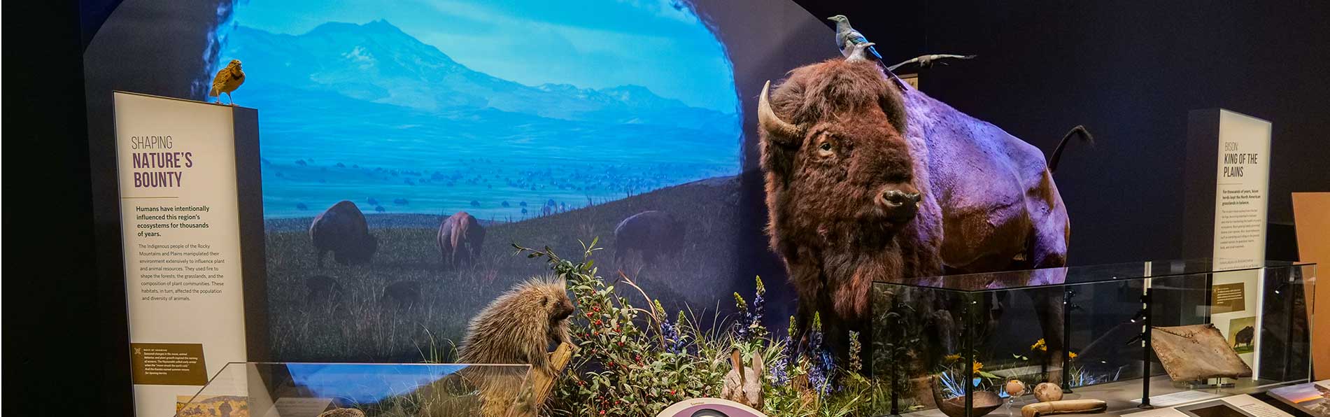 Explore Our Exhibits