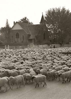  Sheep in Sheridan, MT, 1942, photo by Russell Lee, courtesy Library of Congress, USW3-009659-D 